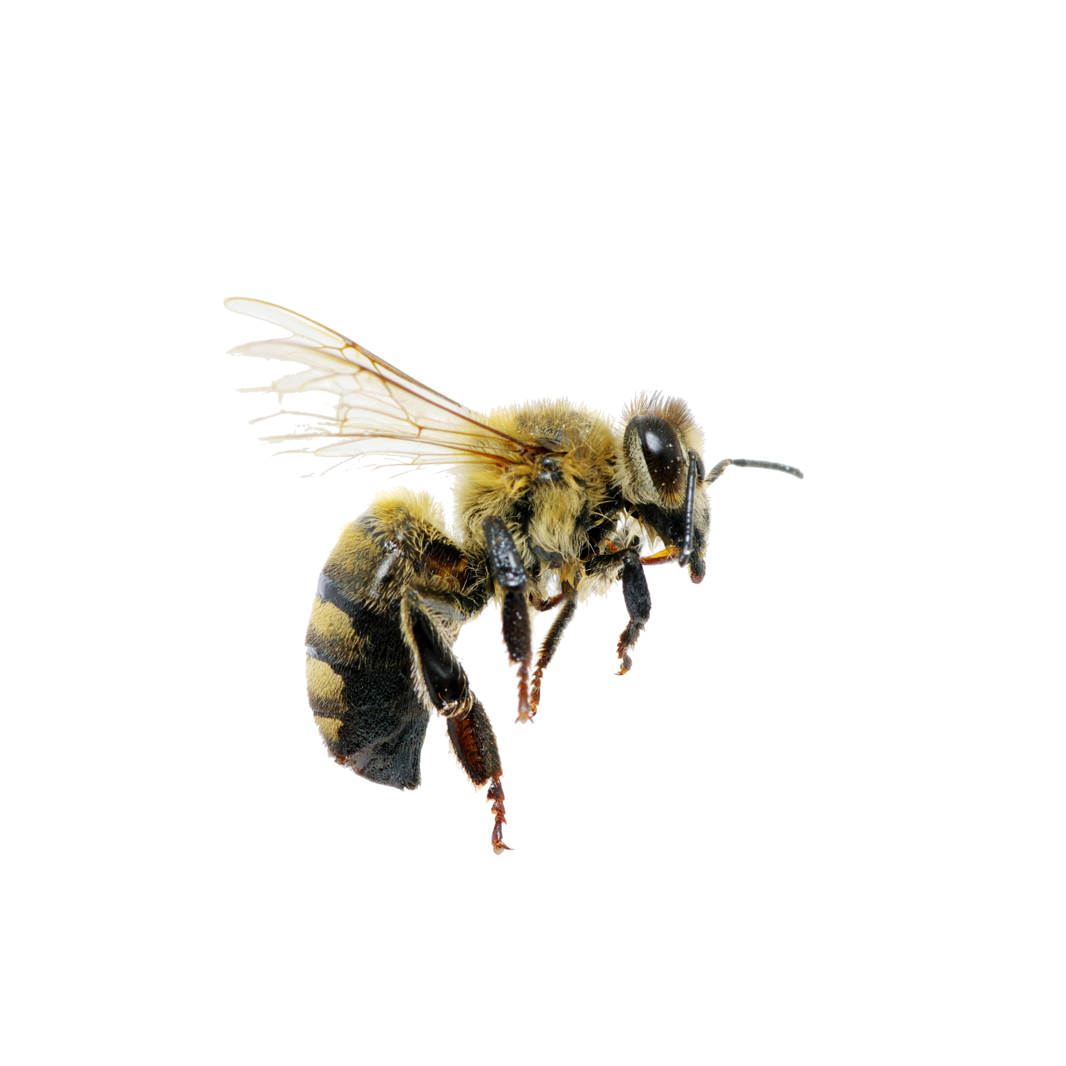 abeille