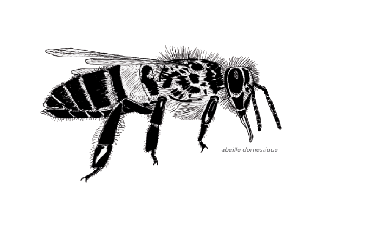 abeille