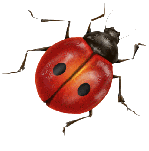 COCCINELLE
