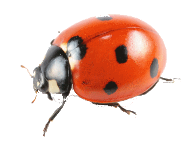 coccinelles