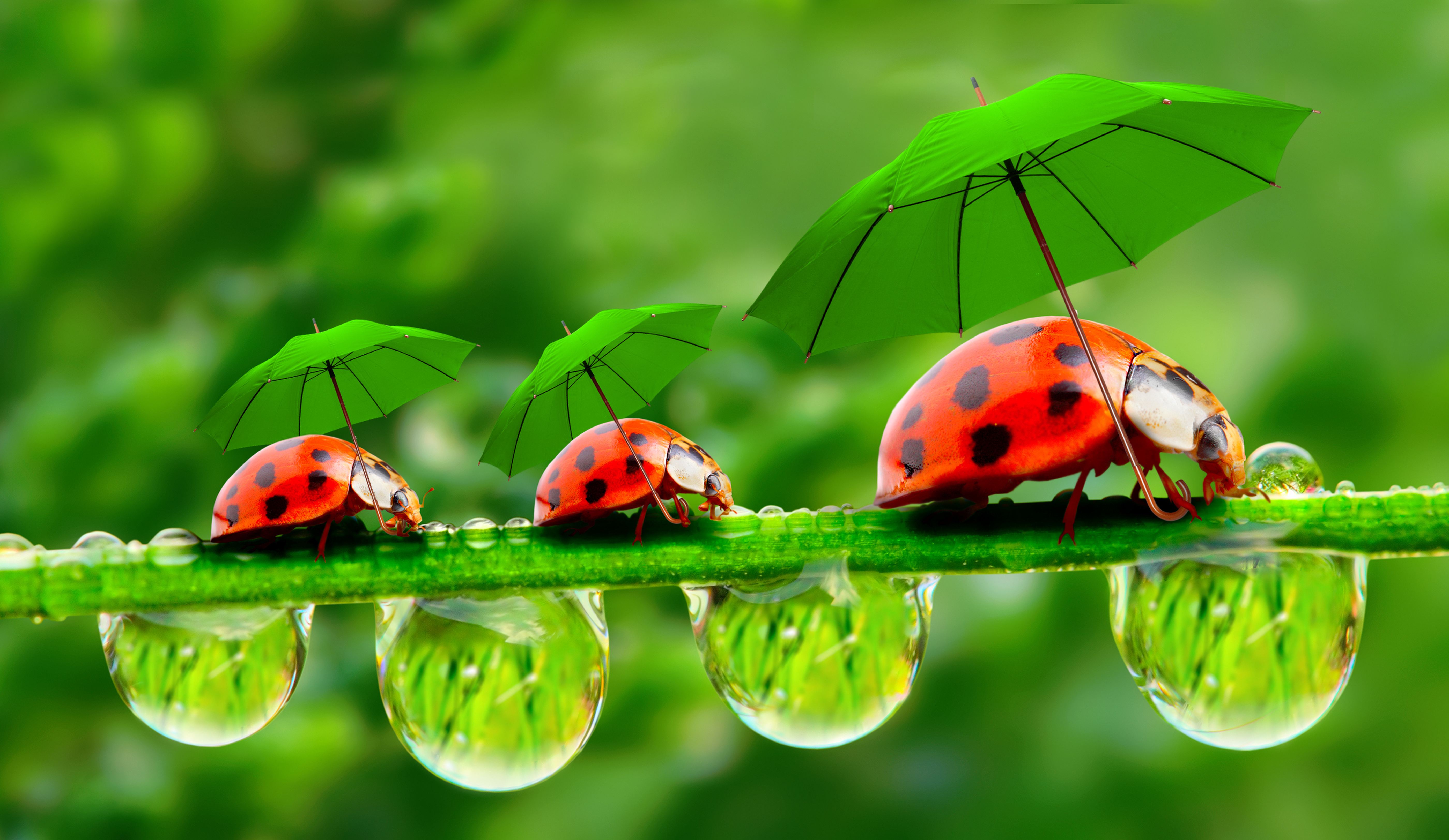 coccinelleparapluie