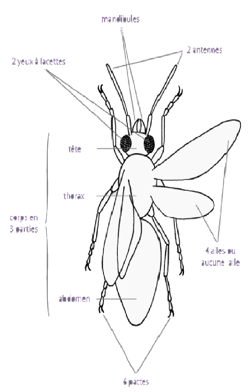 morphologie