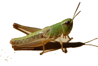 sauterelle