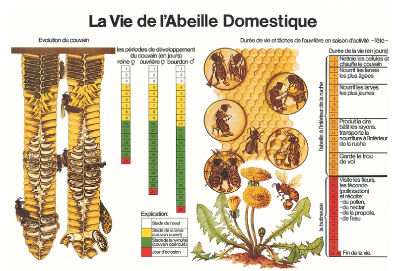 La vie de l'abeille domestique