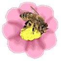 GIf d'une abeille sur une fleur