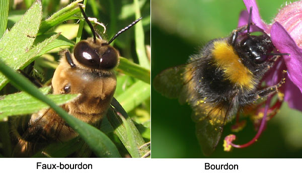 Faux-Bourdon et Bourdon Comparaison