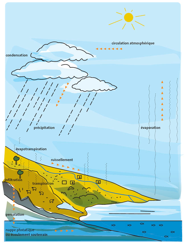 Schéma illustrant le cycle de l'eau : l'évaporation , la circulation dans l'atmosphère et la condensation en nuage puis en pluie. Schéma illustrant le cycle de l'eau : l'évaporation , la circulation dans l'atmosphère et la condensation en nuage puis en pluie.