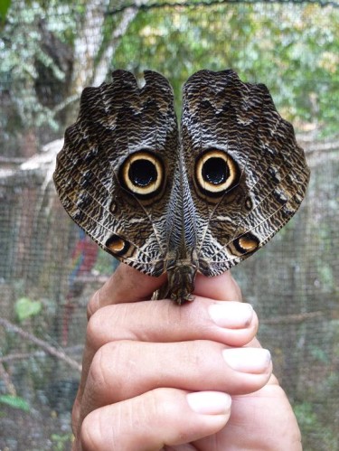 Hibou