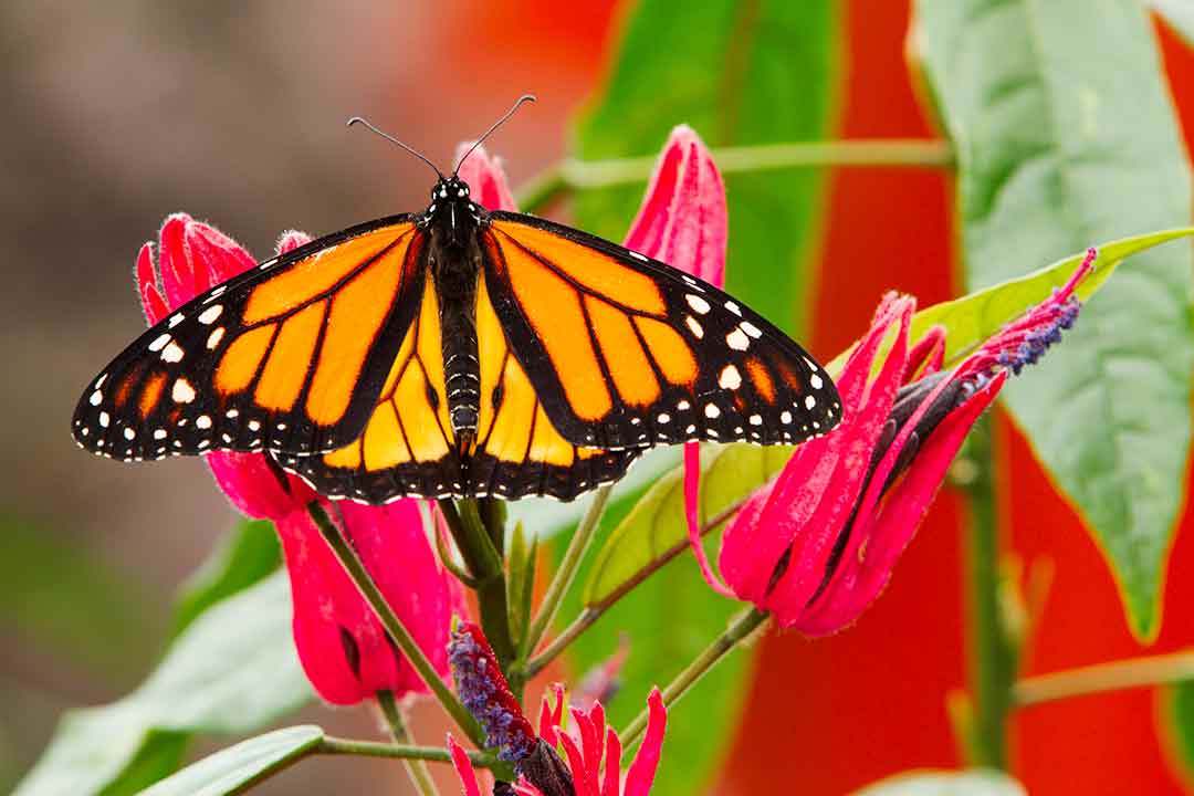 Monarque
