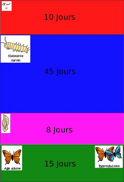 Dure de vie sur un cycle