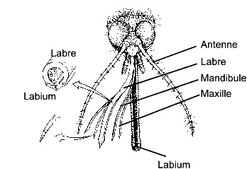 Anatomie de la tte