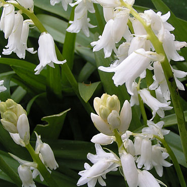 Jacinthe des bois (avril, mai, juin)