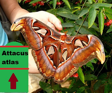 Attacus  atlas