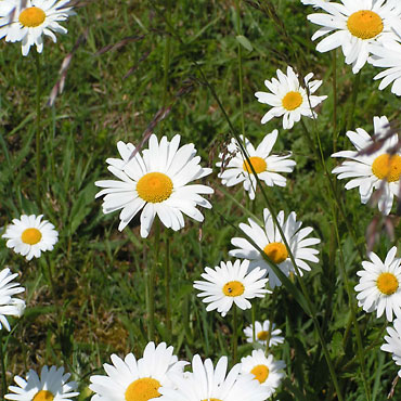 Margueritte (mai, juin, juillet, aot)