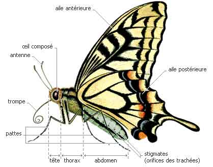 Morphologie gnral
