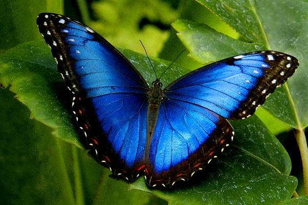 Morpho