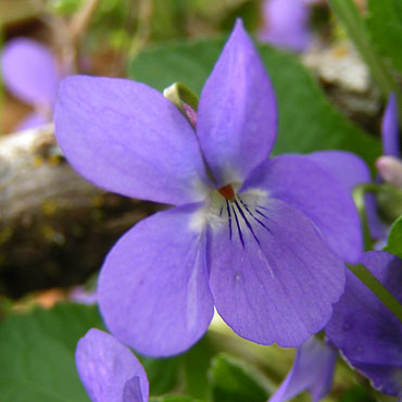 Violettes (mai, juin, juillet, aot, septembre)