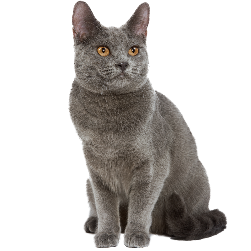 chartreux