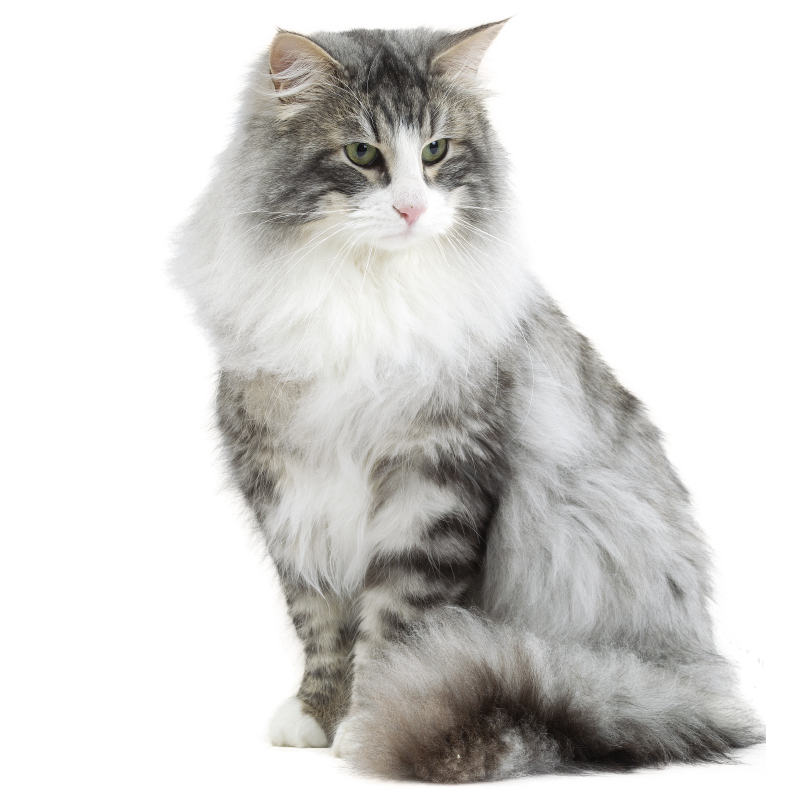 Le chat des forts norvgiennes