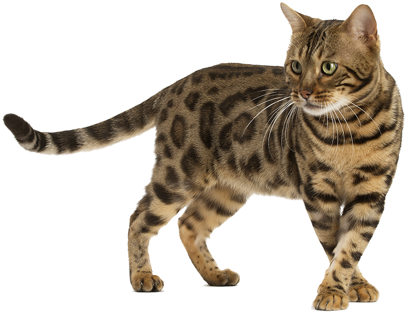 Le chat du Bengal
