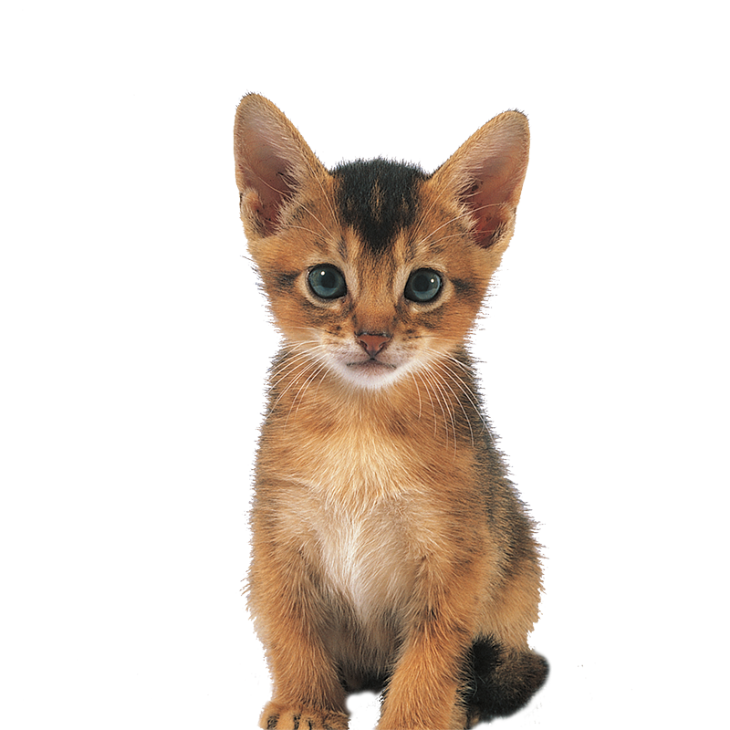 Parler le chaton