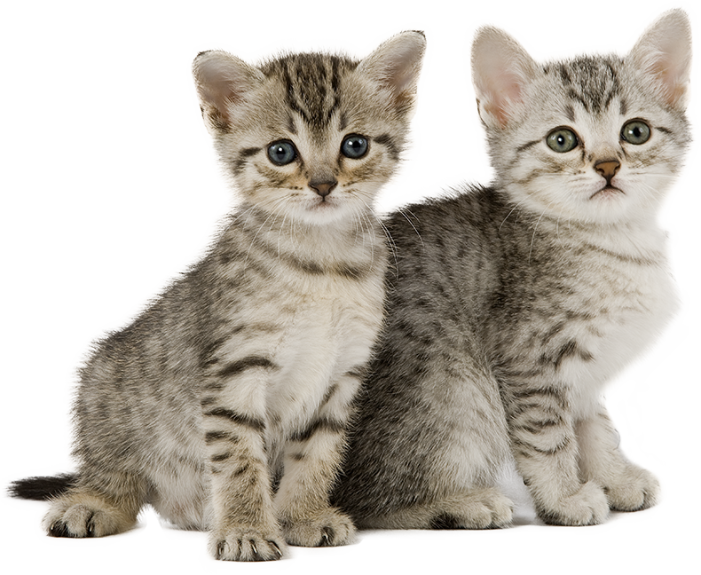 chatons