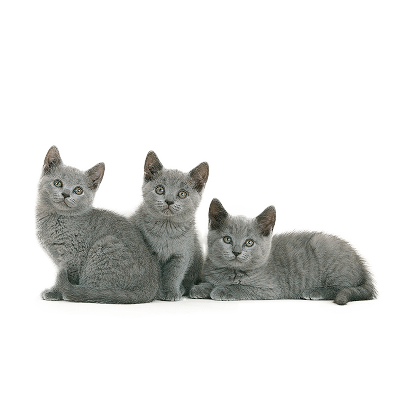 Choisir son chaton