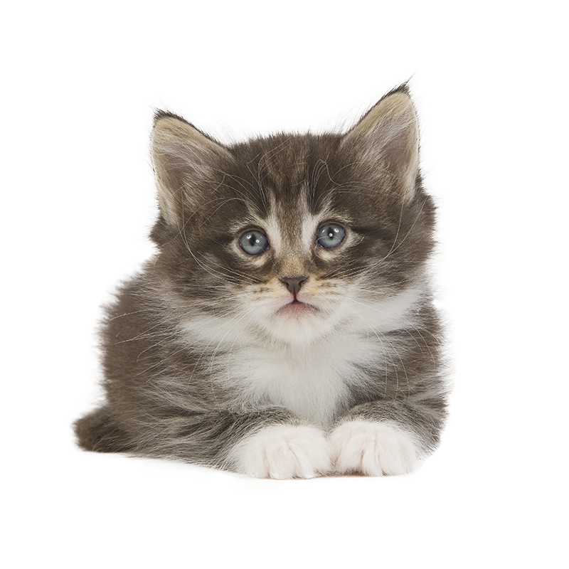 Eduquer son chaton