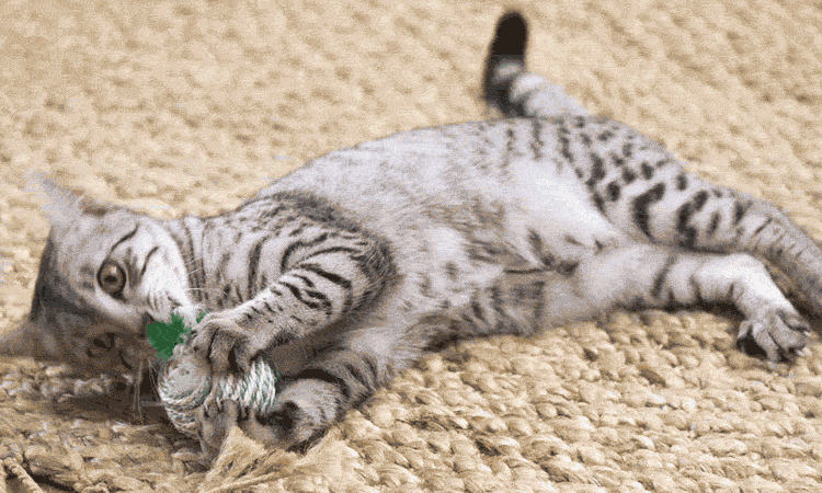 Une chaton et une pelote de laine