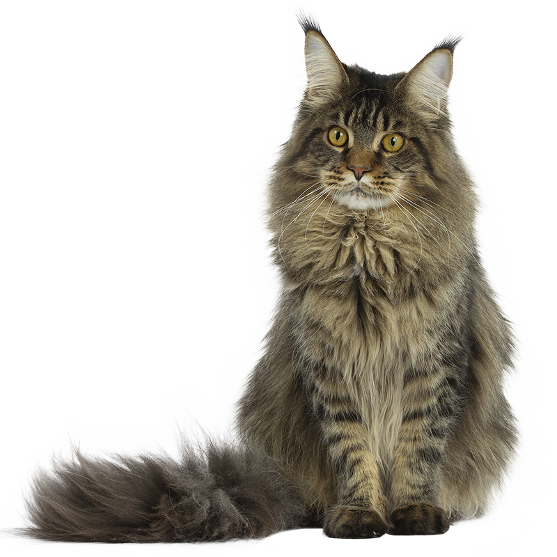 Le mainecoon