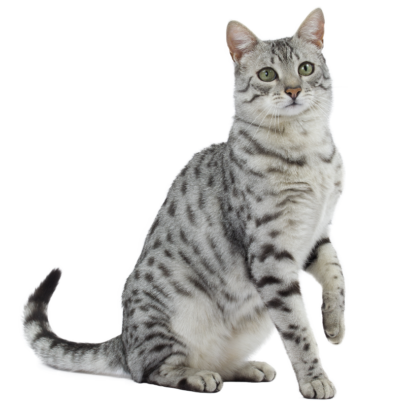 Le Mau Egyptien