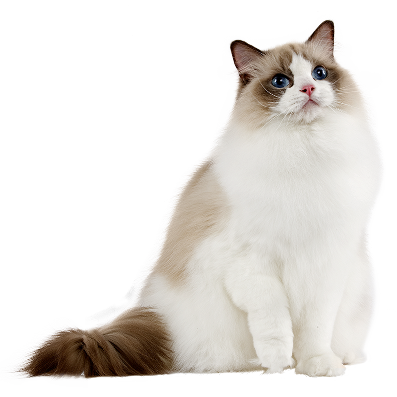 Le Ragdoll