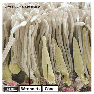 observation microscopique de cone et batonnets