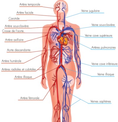 image montrant le systme circulatoire humain