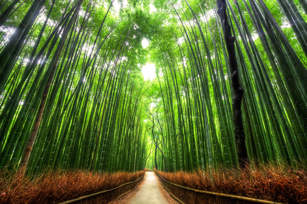 bamboo