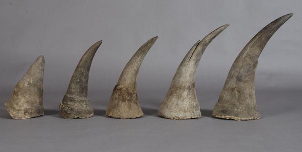 corne rhino