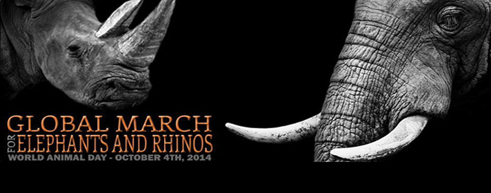 Marche rhino