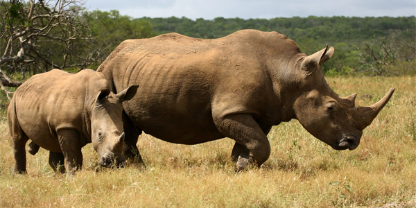 Le rhinocros...