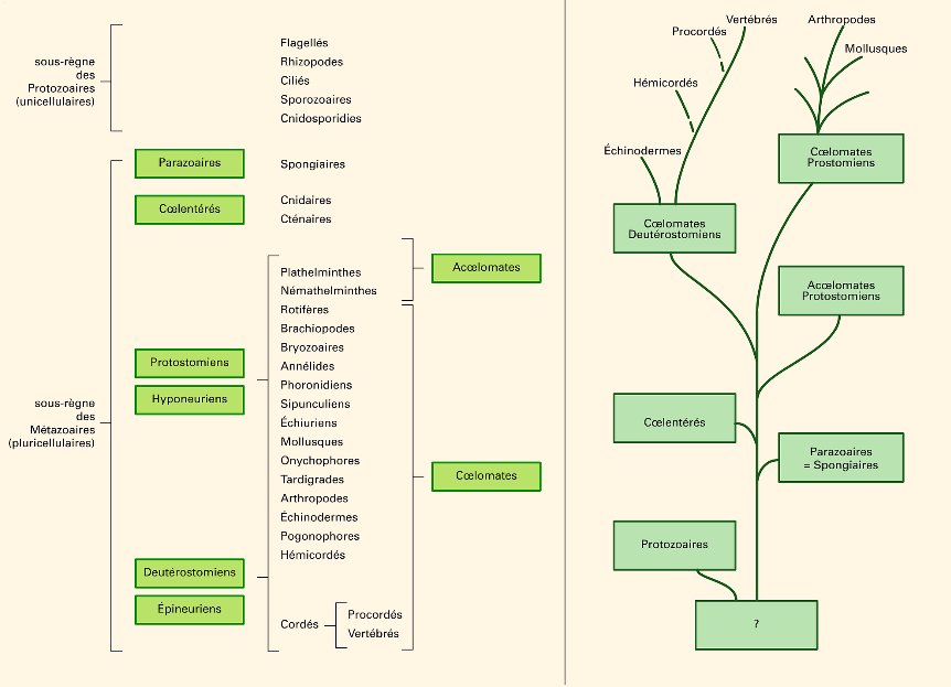 La classification  horizontale  du rgne animal,  gauche du tableau, prsente un caractre statique.  droite, une classification dynamique, inspire par l'idologie darwinienne, donc prenant en compte le facteur temps et la notion de filiation, se dveloppe en sens vertical,  la faon d'un arbre gnalogique.