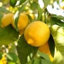 image citronnier