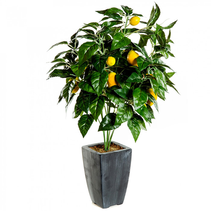 citronnier en pot