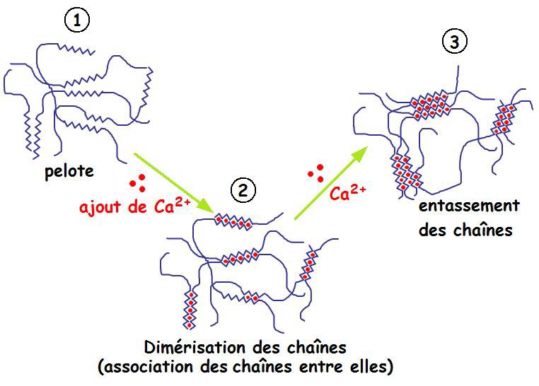 schma d'une pelote , puis ajout de Ca2+ provoque la dimrisation des chaines et avec ajout de Ca2+, il y a entassement des chaines