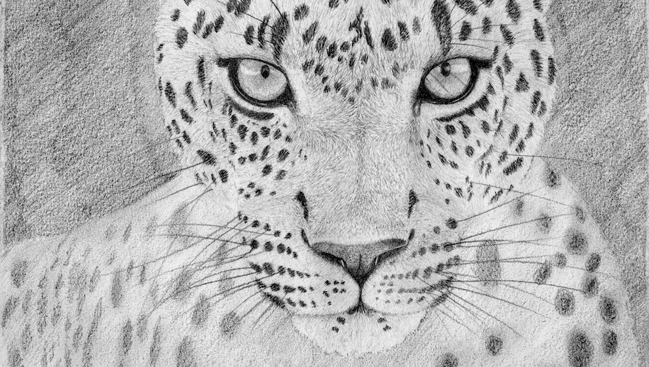 dessin d'un léopard