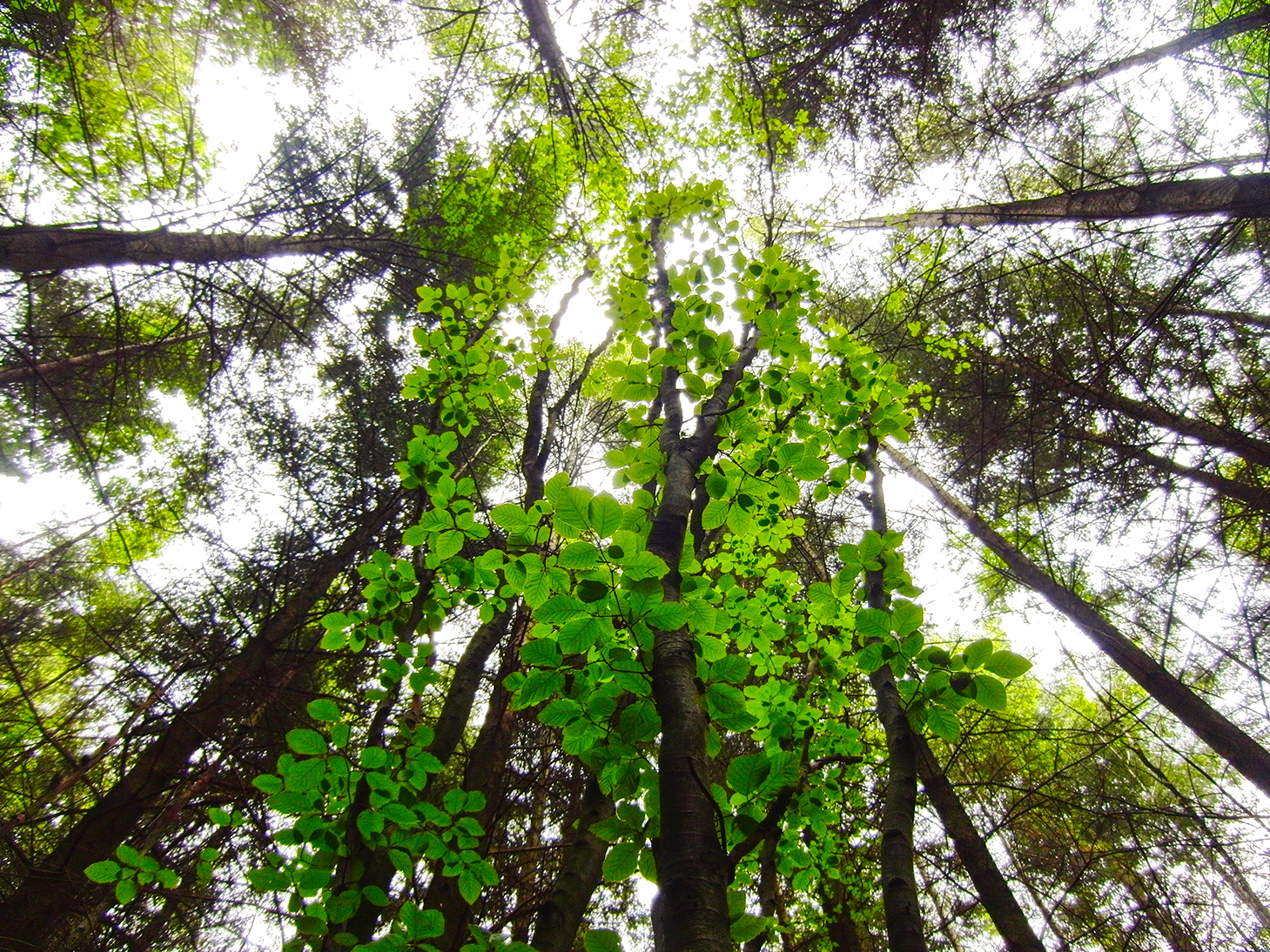 photo d'un plafond forestier