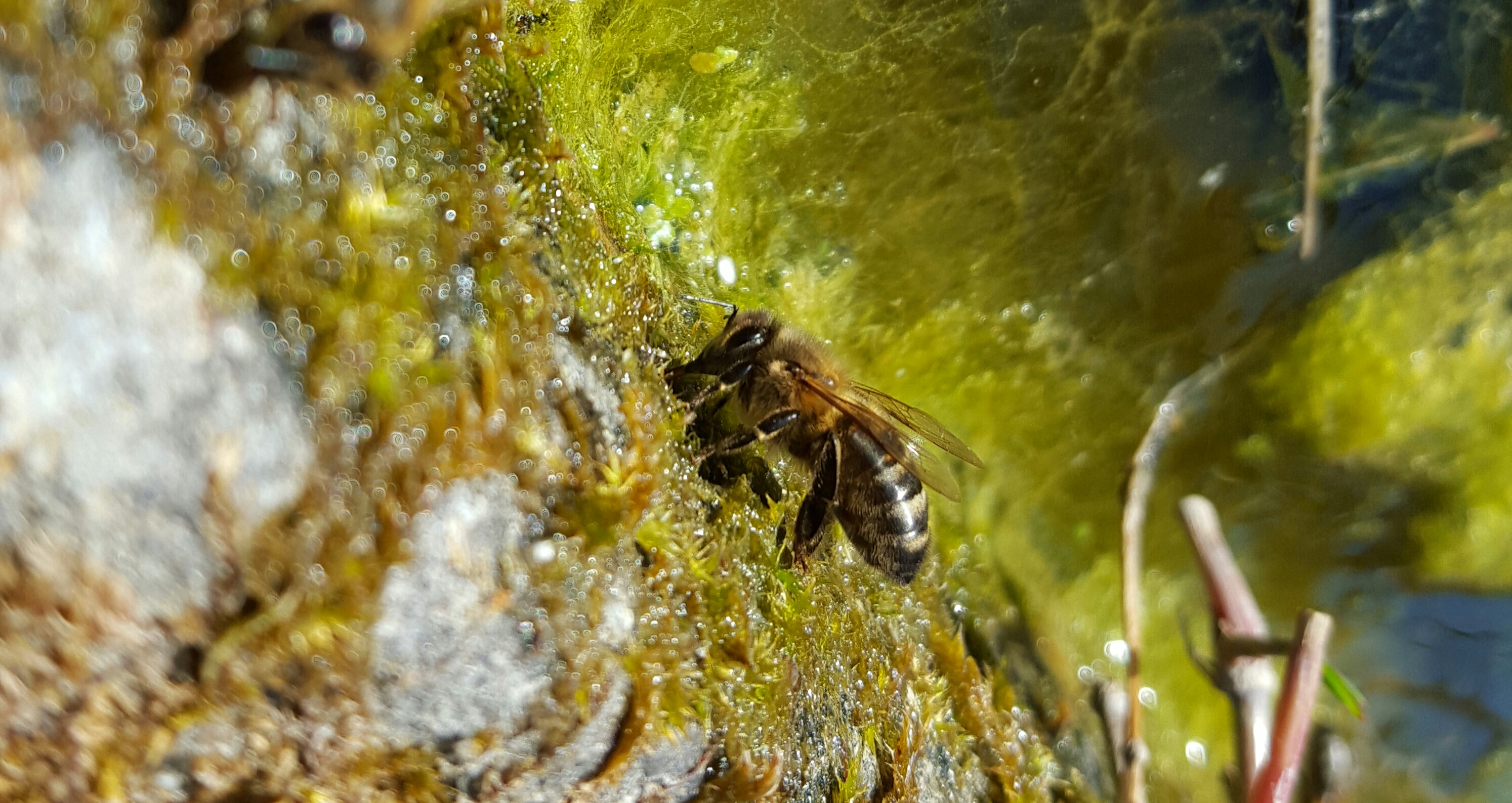 Abeille se désaltérant