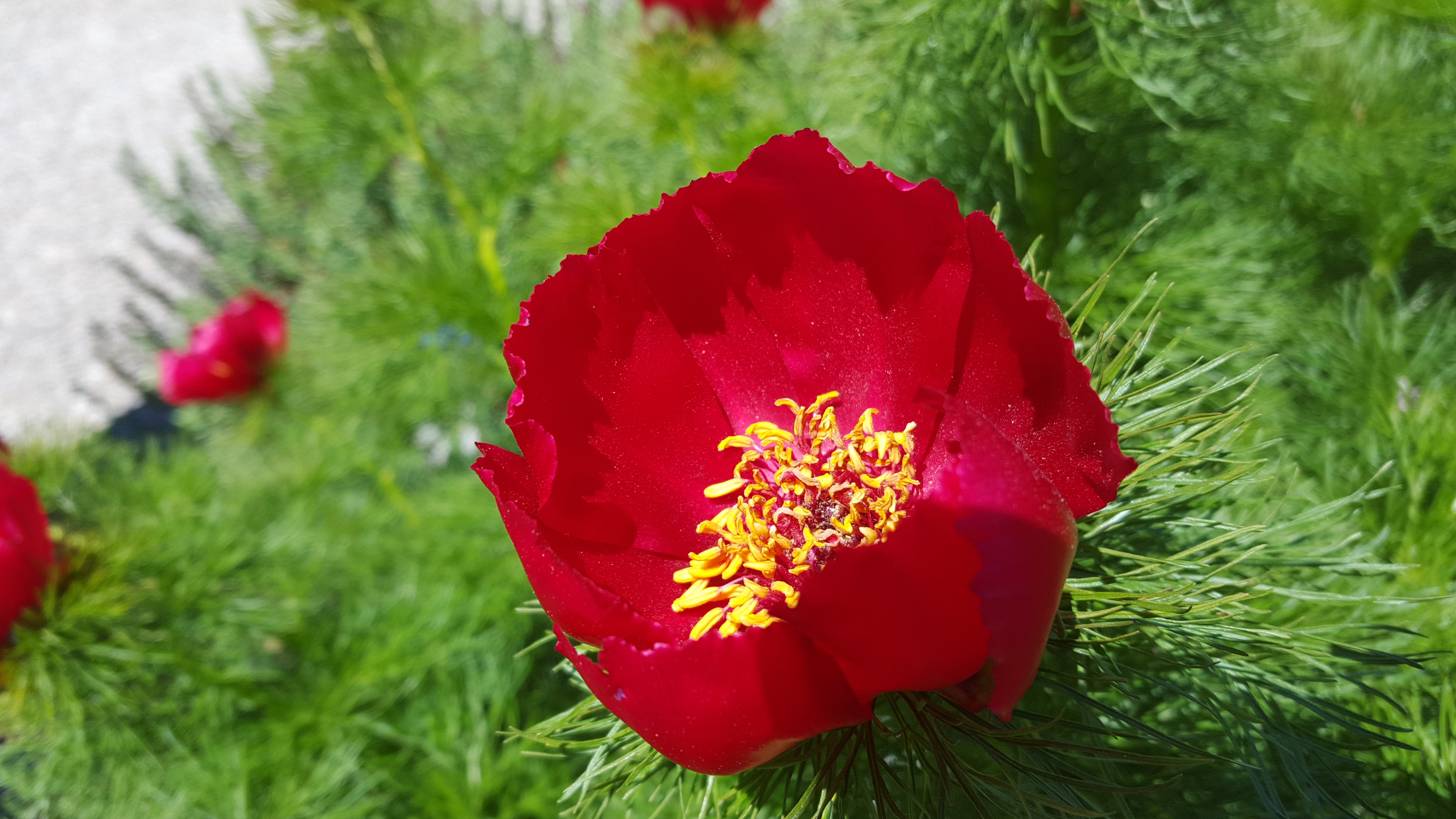 Fleur rouge à feuilles fines