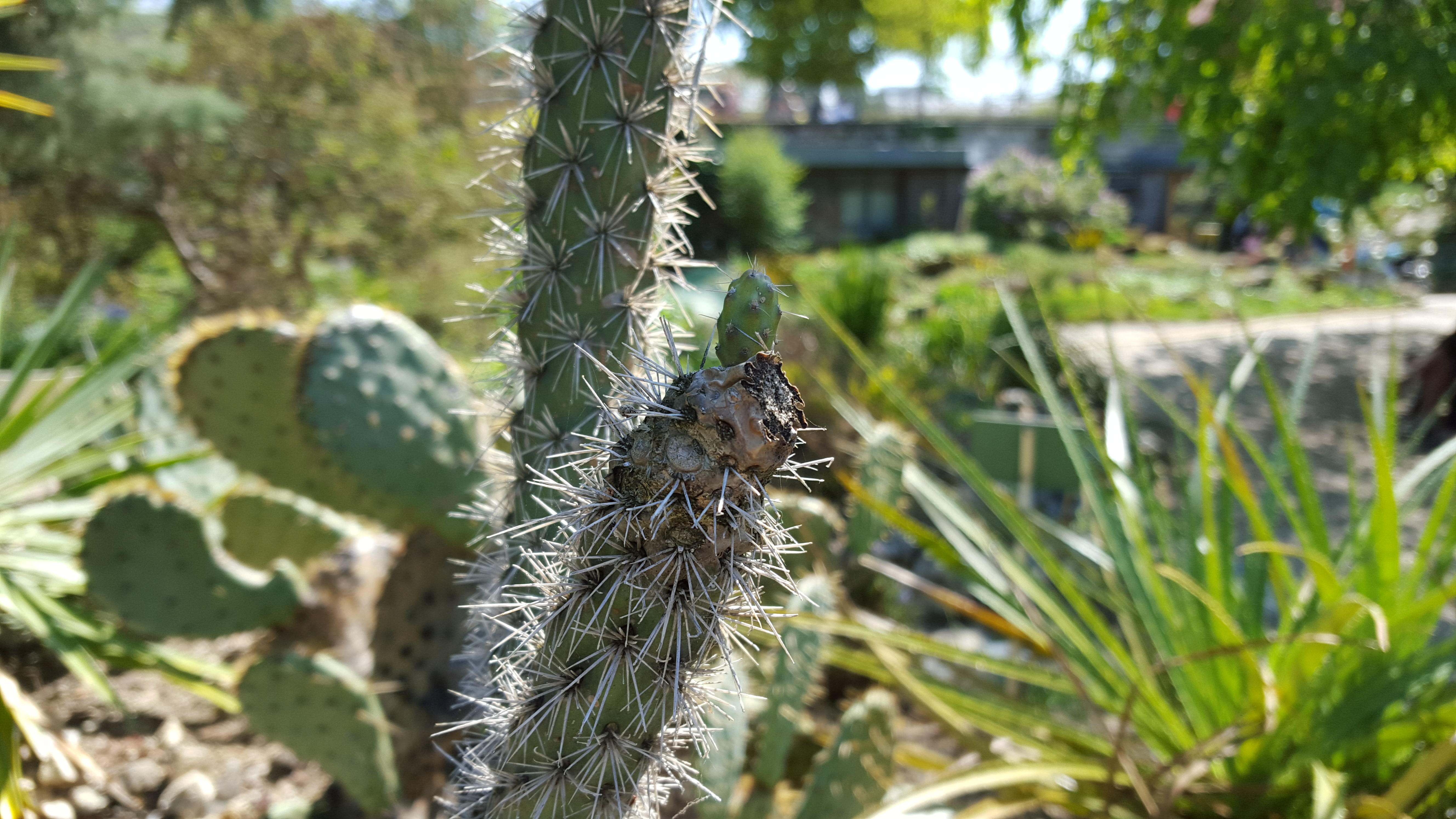 Cactus