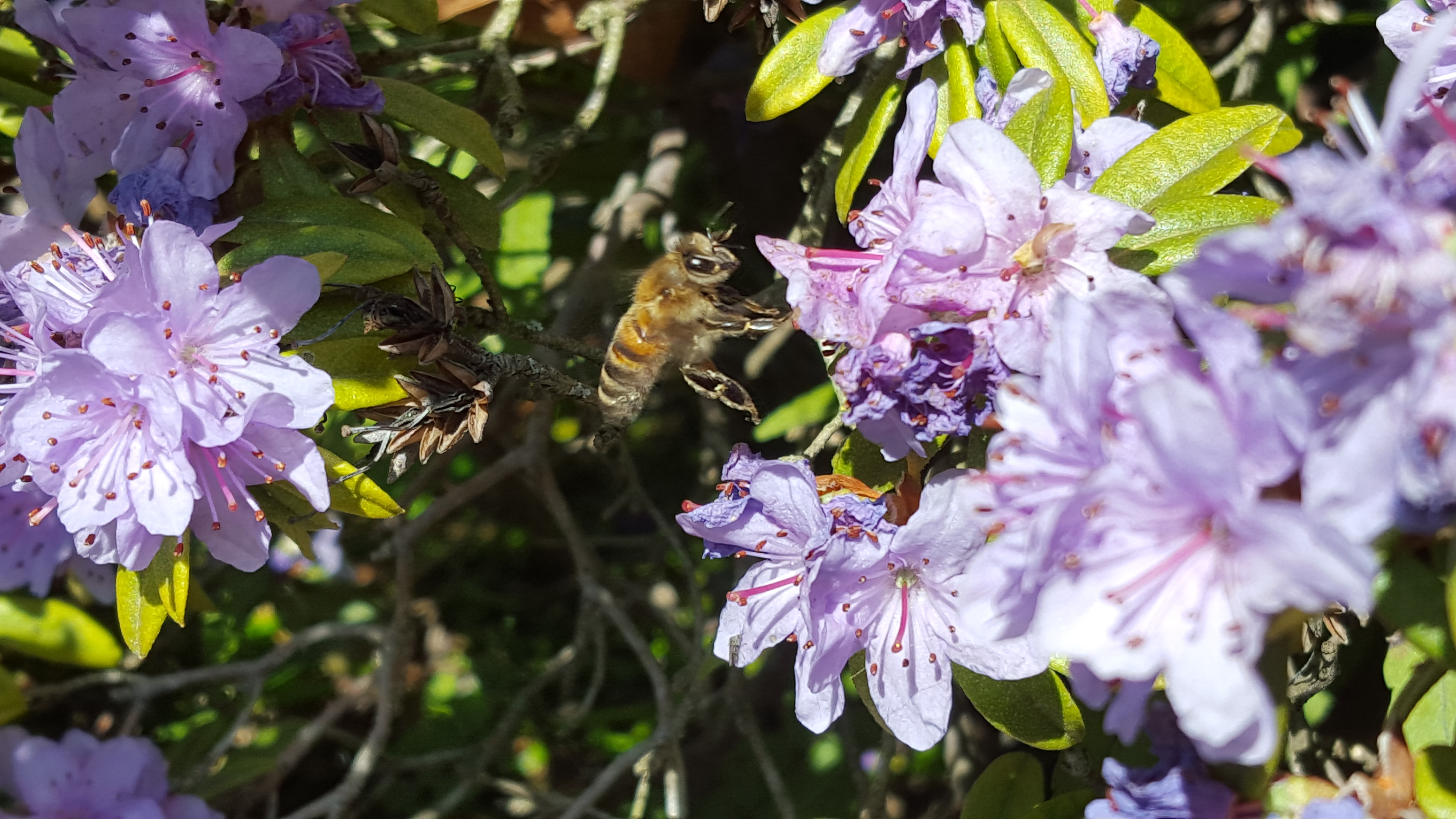 Abeille butinant