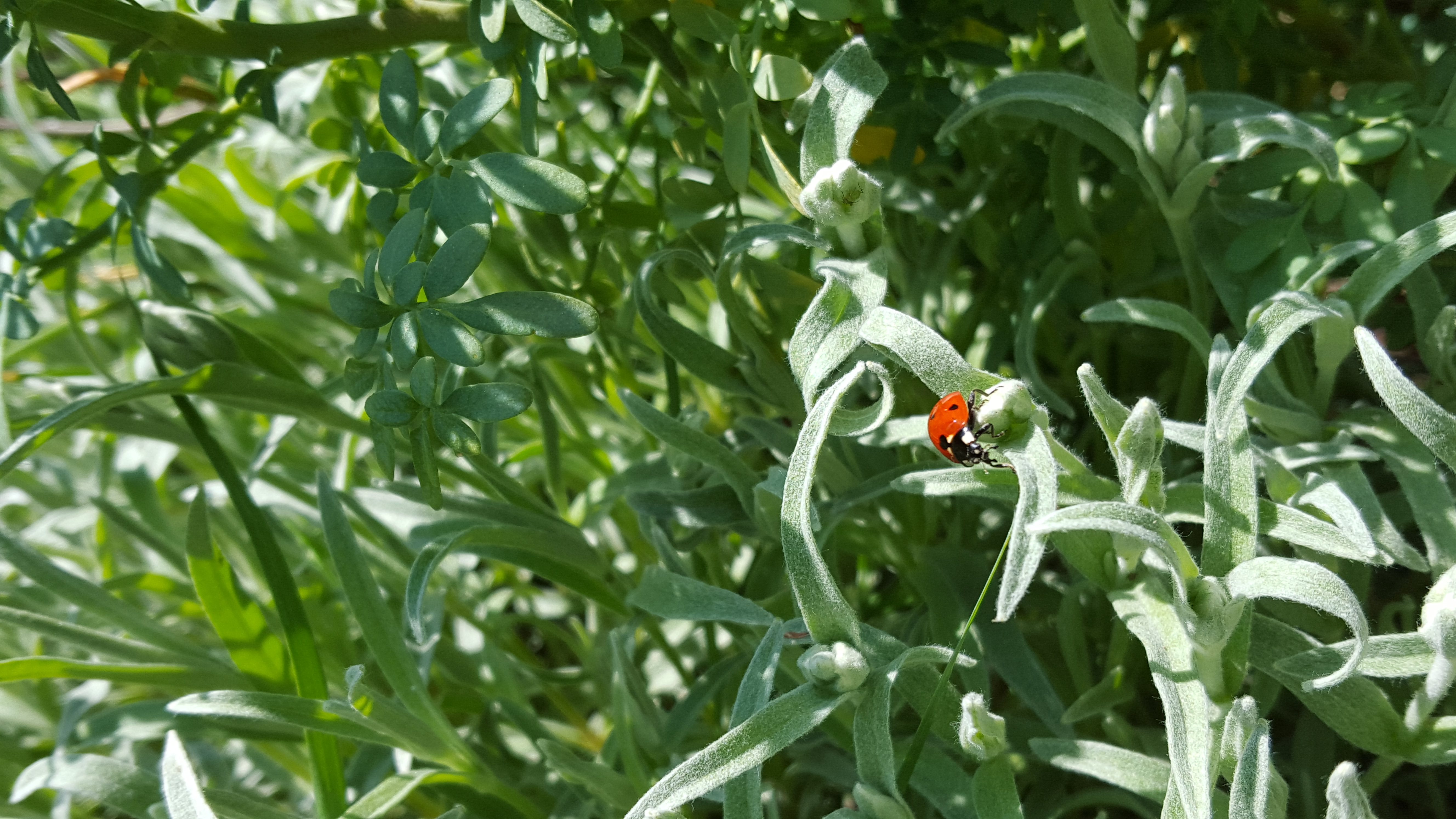 Coccinelle se promenant