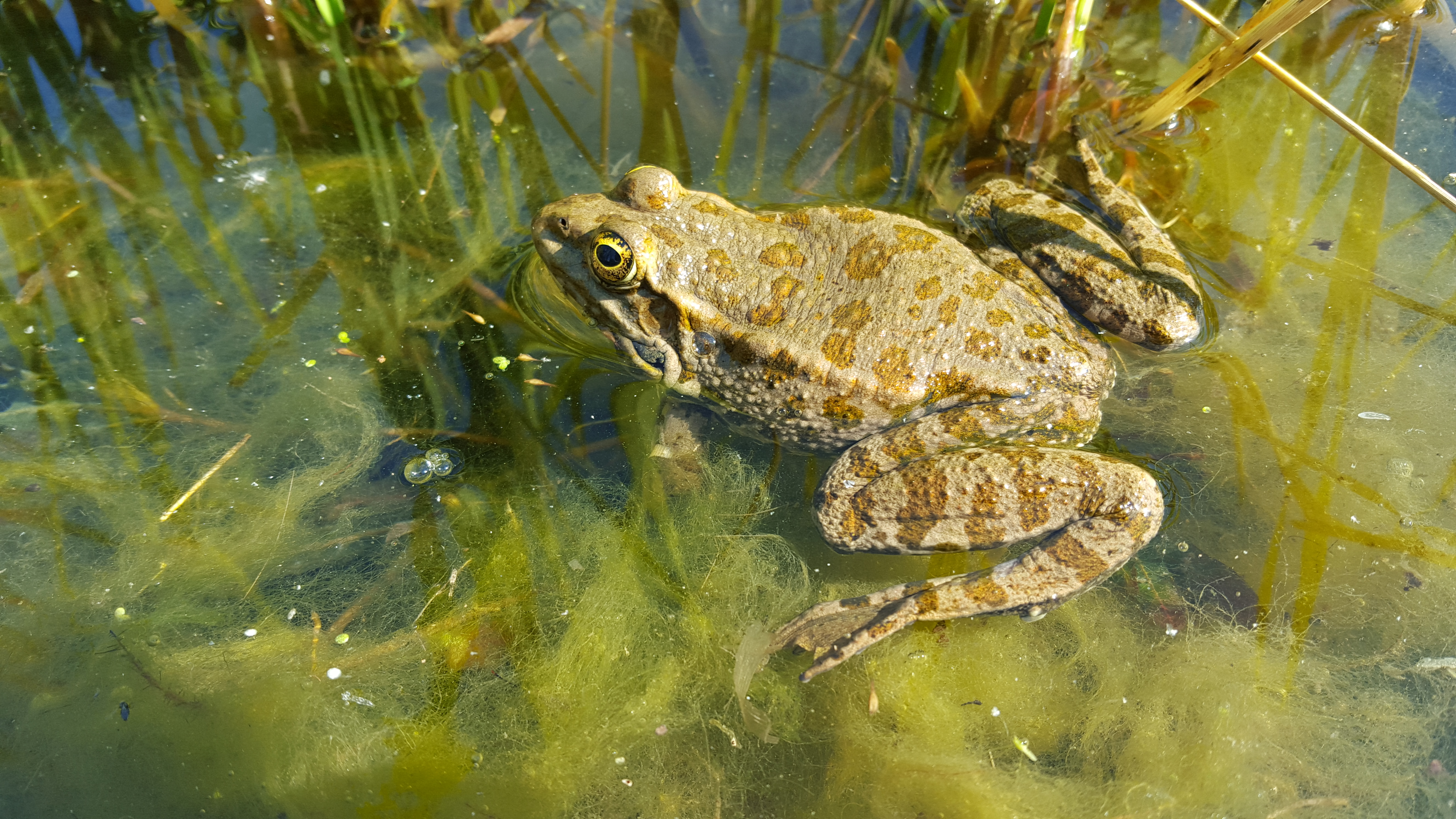 Grenouille verte à l'affut